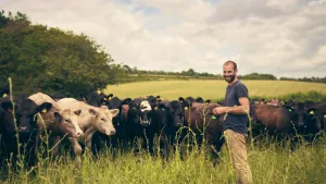 Man with cows | Lambent Marketing